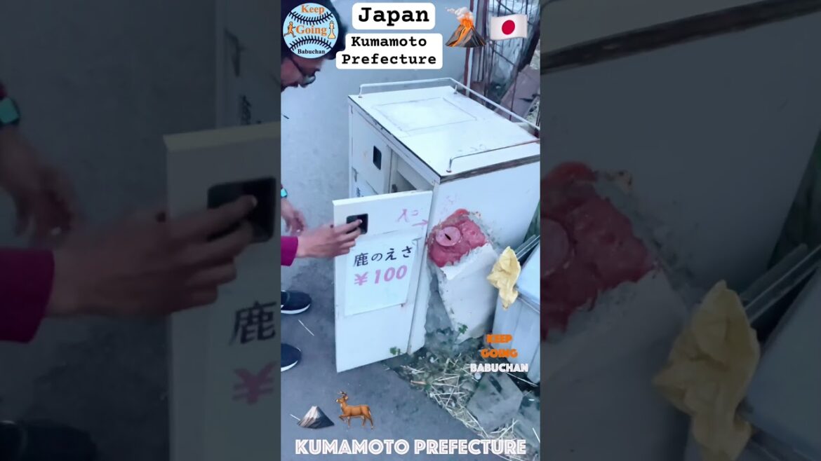 விலங்குகளுக்காக ஒரு மலையை இப்படி பண்ணி வச்சிருக்காங்களா|Kumamoto Prefecture Animals|Food to Animals