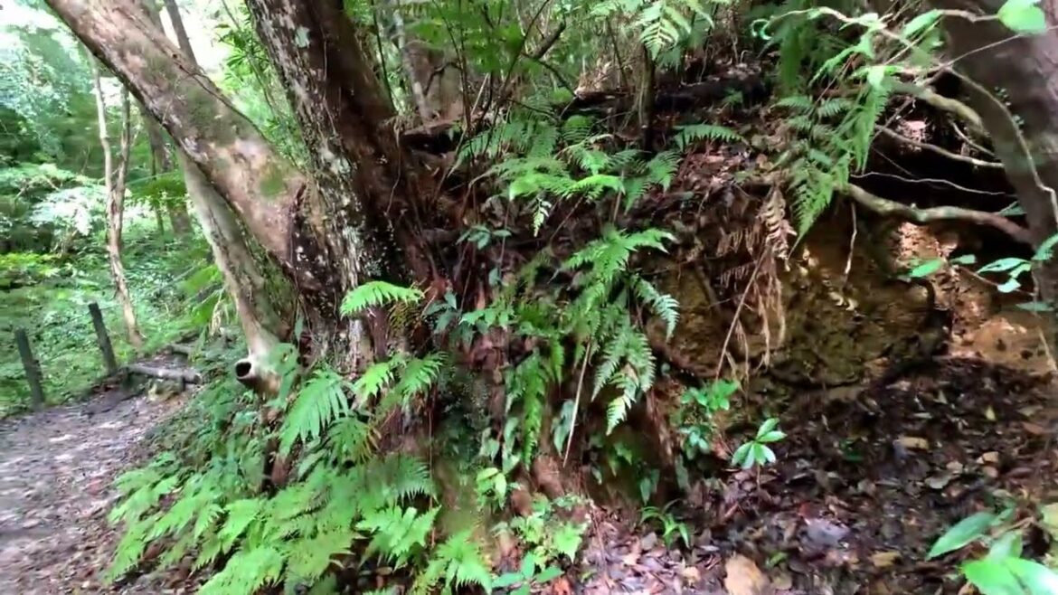 Trekking to Fukugawa Falls | Nago, Okinawa Trekking to Fukugawa Falls | Nago, Okinawa