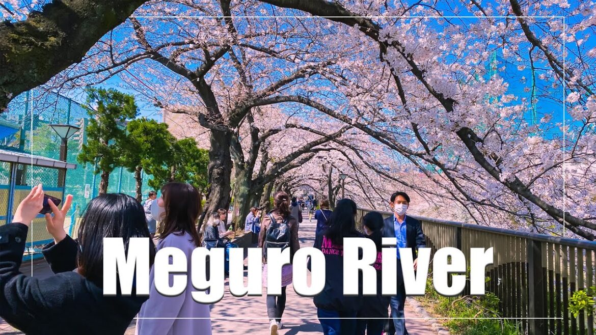 [4K] TOKYO WALK, Meguro River Cherry Blossoms🌸, 2021