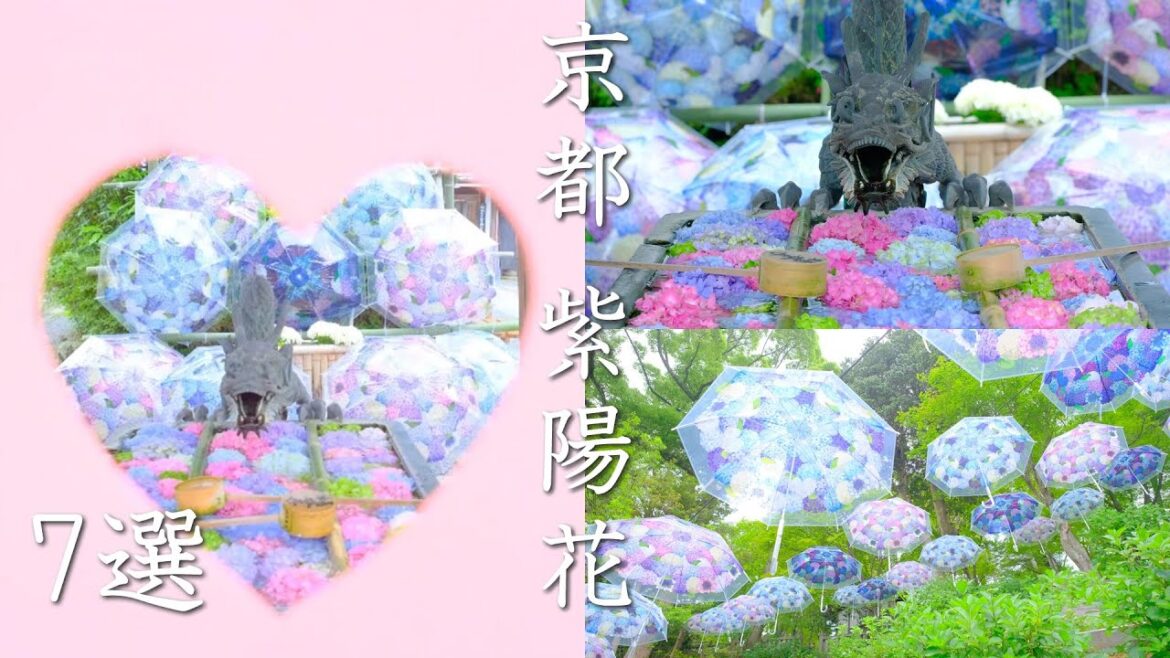 【京都紫陽花めぐり7選】新名所・インスタ映え~街中の紫陽花まで|柳谷観音|さすてな京都|祇園白川|御池通り|高瀬川|(kyoto,Japan) 【京都紫陽花めぐり7選】新名所・インスタ映え~街中の紫陽花まで|柳谷観音|さすてな京都|祇園白川|御池通り|高瀬川|(kyoto,Japan)