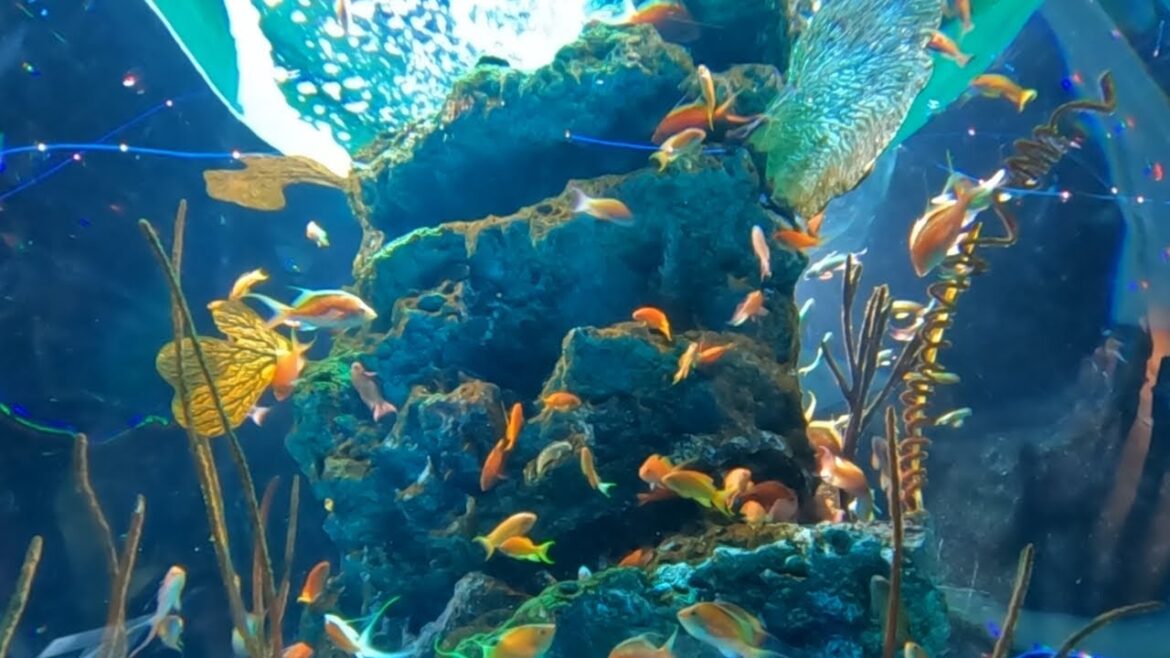 Aquarium relaxation | Listen to piano music to help you relax, meditate and fall asleep.