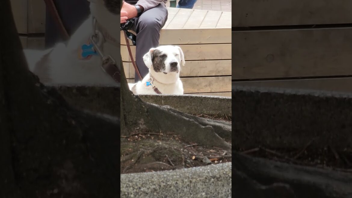 AKITA SAYS WILL WHAT PLAN ARE YOU TALKING ABOUT MY ONLY PLAN IS TO EAT PIZZA AT LUNCH