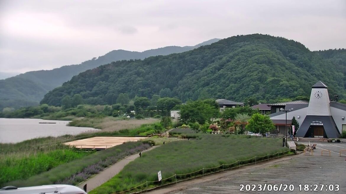[LIVE]【2023.6.20】ハーブフェスティバルまで後４日　ラベンダー開花状況　富士山ライブ　大石公園　河口湖　ライブカメラ