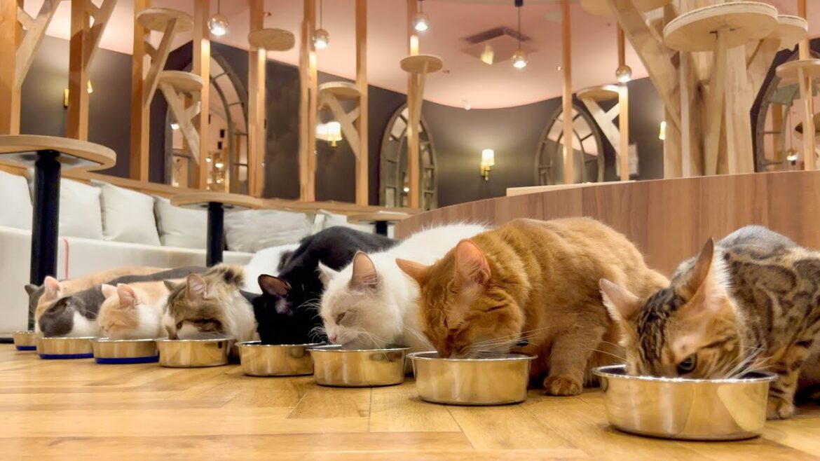 Japan’s Unique Café Culture: Visiting Cat Café in Nagoya 🐈 🥤 CAT CAFE MOCHA Japan's Unique Café Culture: Visiting Cat Café in Nagoya 🐈 🥤 CAT CAFE MOCHA