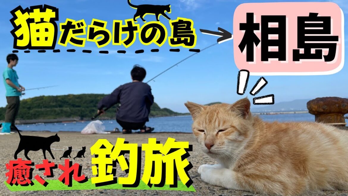 【アクセス◎】キャンプもできる猫だらけの離島で民家貸し切って1日釣りしながら猫と暮らしてみた！【福岡県相島】