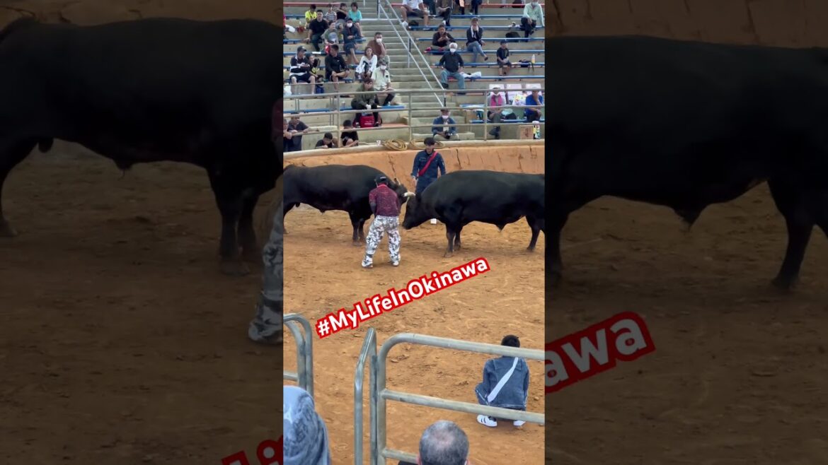 Okinawa Bullfighting 😬 #mylifeinokinawa #okinawa #bull