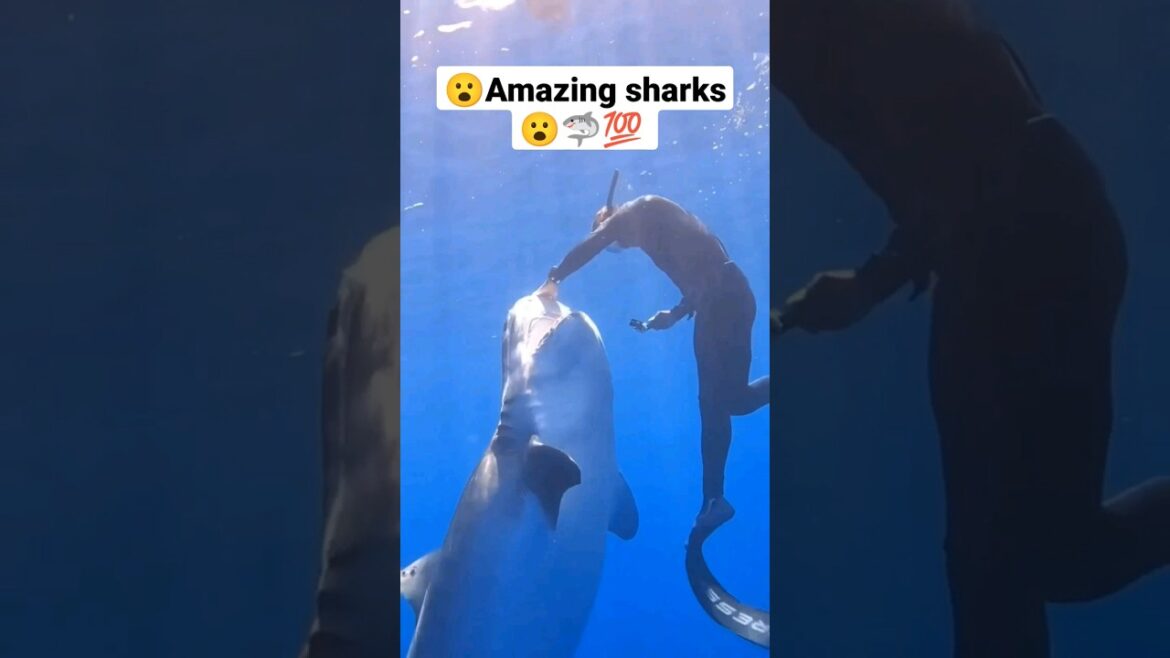 Shark attack 😮🦈💯 #shorts #viral #sharks