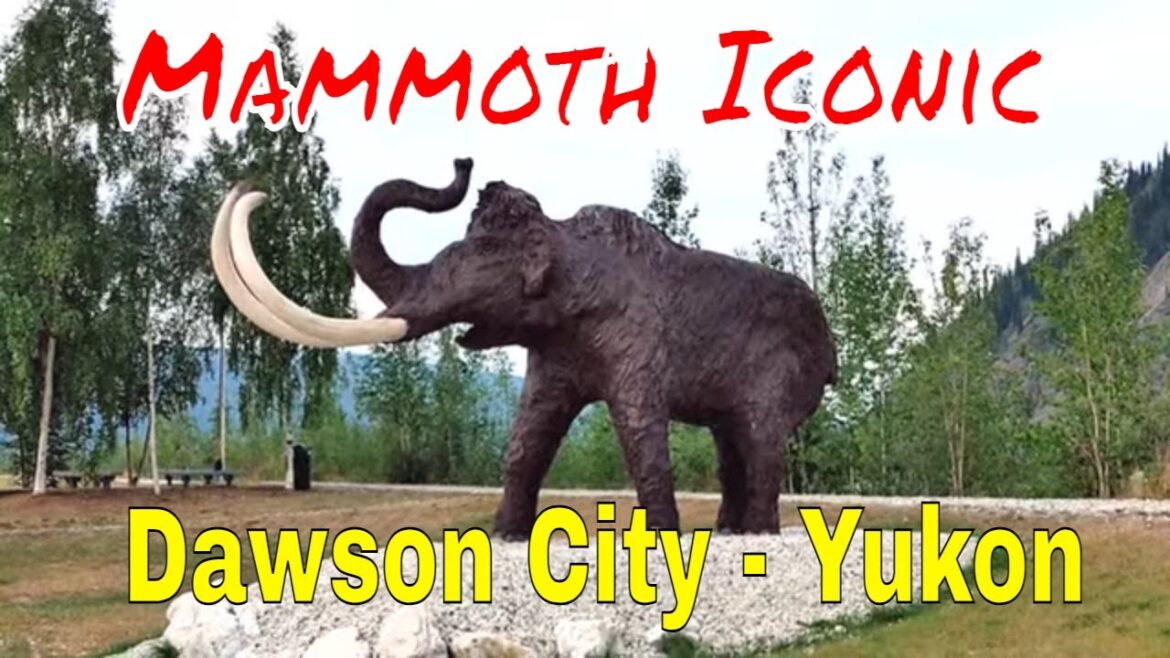 Mammoth Iconic Dawson City - Yukon