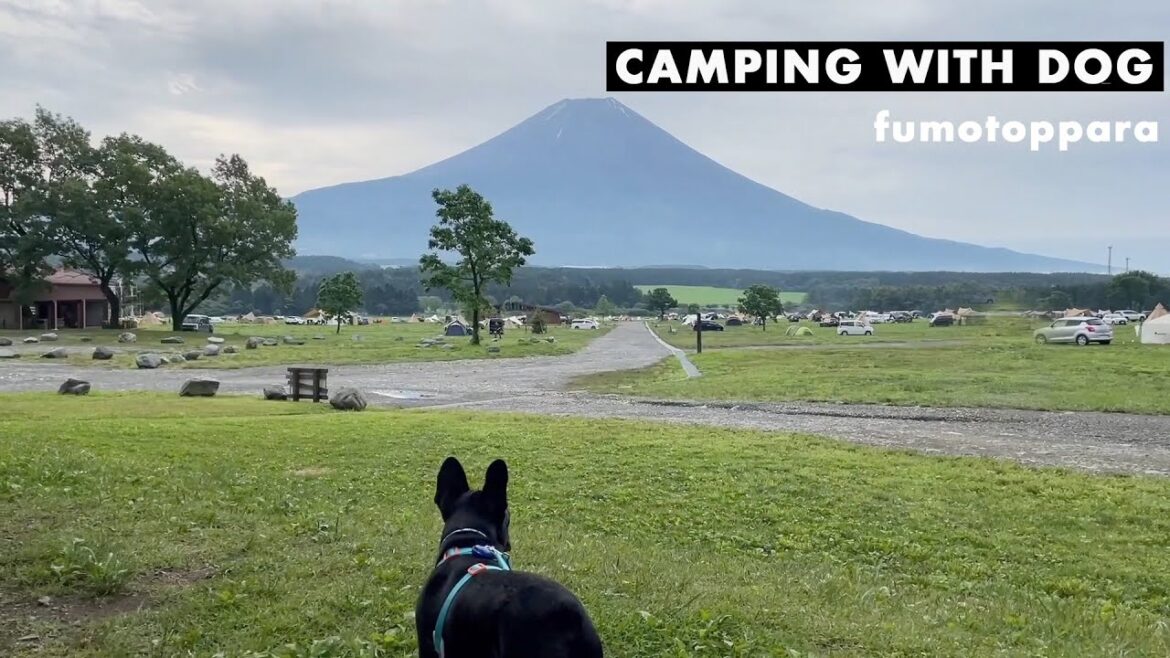 【ふもっとぱら】Camping With Dog in Mt. Fuji|露营VLOG|帶狗狗一起在富士山下搖曳露營|ゆるキャン△聖地|HEAVY RAIN|カマボコテント3S