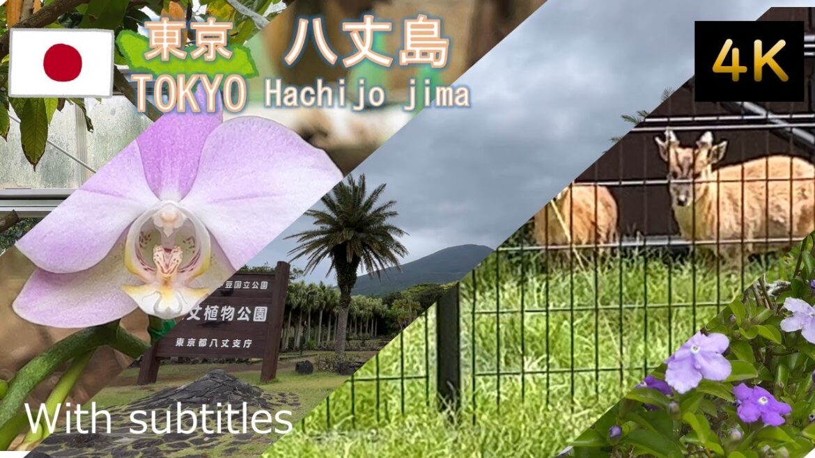 【八丈島 旅行】北緯33度は福岡同等なのに南国と呼ばれる島で植物を見た。初めて出会う植物は美しさがあふれていた