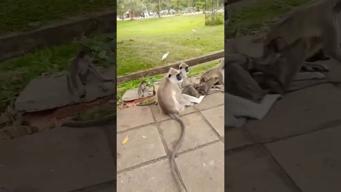 #shorts | sri lanka travel vlog |  travel vlog 🤩😲 |#short  #youtubeshorts