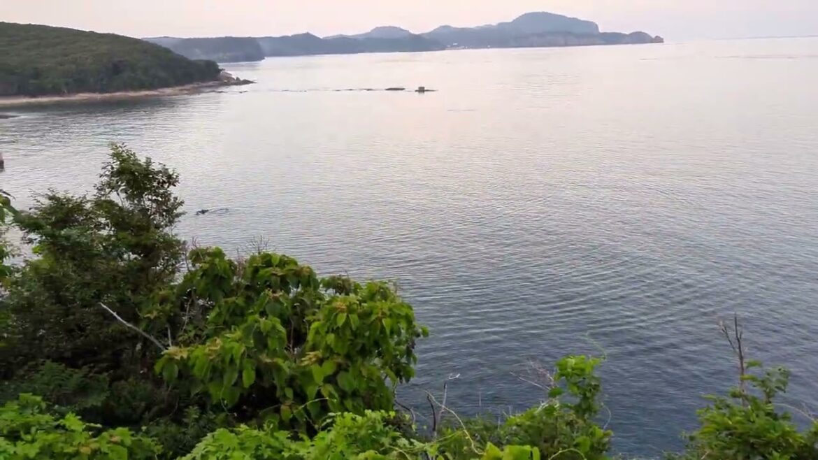 Tsushima, Nagasaki (長崎県対馬) - Dolphins swimming in the Ocean