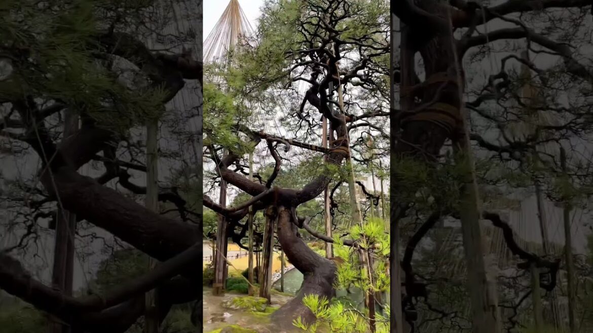 One of the top three best gardens in Japan!! ๐บ๐ณ One of the top three best gardens in Japan!! ๐บ๐ณ