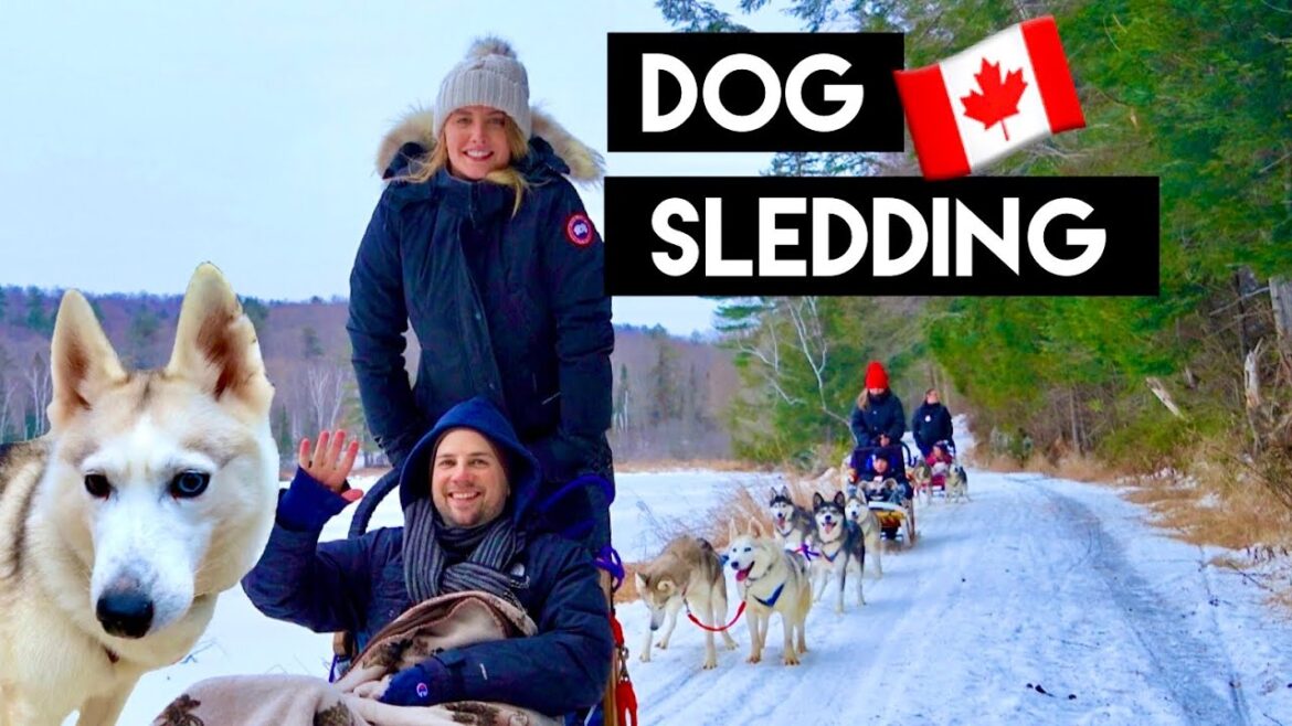 What DOG SLEDDING is REALLY like | Siberian Huskies | Toronto Canada What DOG SLEDDING is REALLY like | Siberian Huskies | Toronto Canada