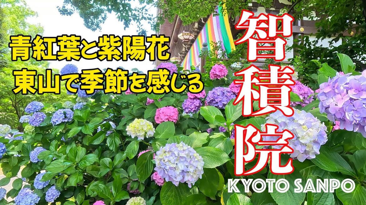 [京都お散歩4K] 2023/6/16 東山 智積院で季節を感じる、青もみじと紫陽花のコラボレーション kyoto
