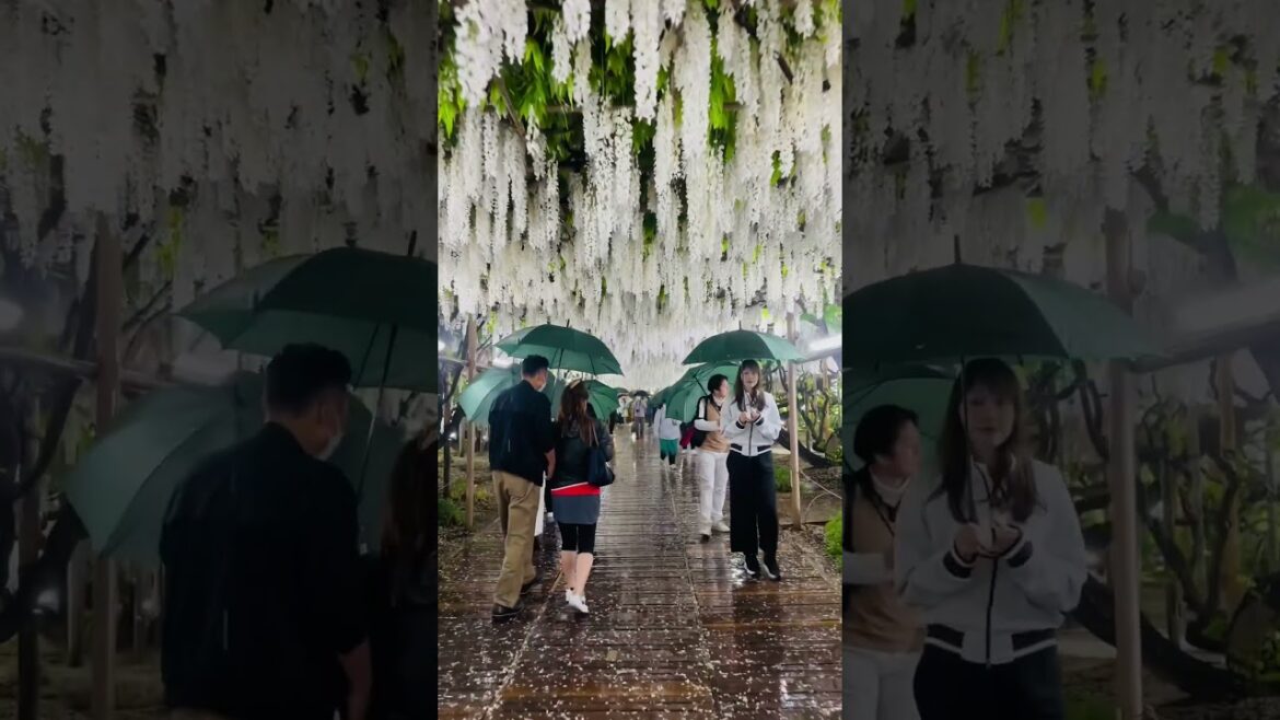Ashikaga flower park🇯🇵❤️🌸#japan #shortvideo #shortsfeed #shorts
