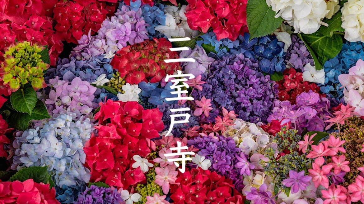 三室戸寺の紫陽花 2023 Kyoto Walk - Mimurotoji Temple & Hydrangea 4K HDR Japan