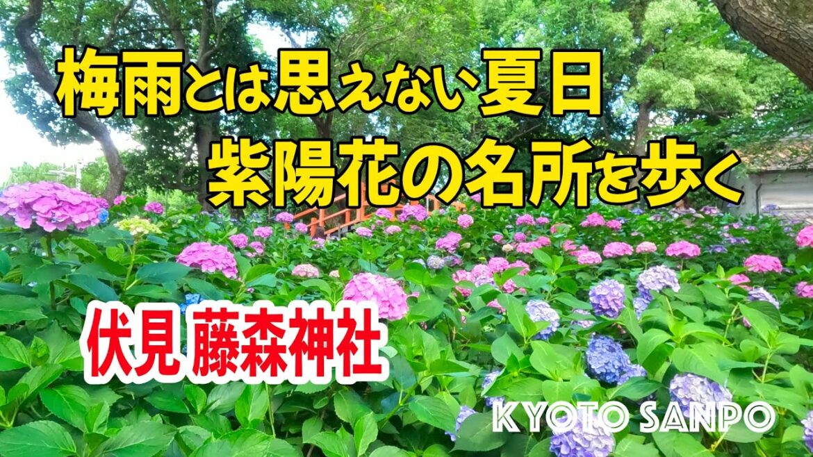 [京都お散歩4K] 2023/6/16 梅雨合間の晴天!? 『伏見 藤森神社』紫陽花を巡り名所を散策散歩。 kyoto