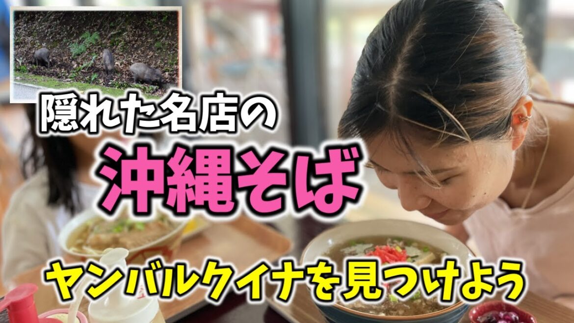 【沖縄旅行】ヤンバルクイナを見つけよう！自然の​​中でイノシシとの遭遇も！沖縄やんばるで暮らすしおりファミリー南国の日常Vlog　okinawa