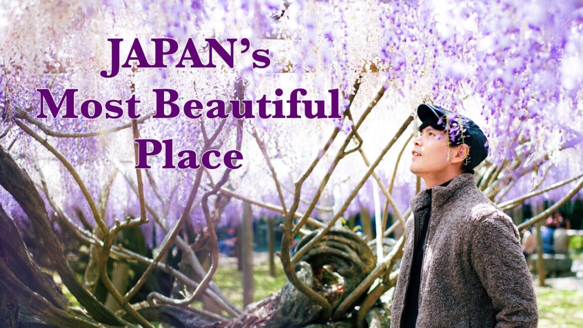 🇯🇵 Japan’s Most Beautiful Place: Kawachi Wisteria Garden 🇯🇵 Japan's Most Beautiful Place: Kawachi Wisteria Garden
