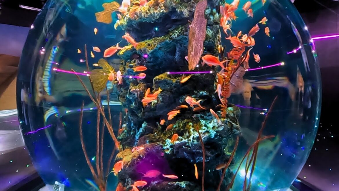 A STUNNING AQUARIUM and DELICIOUS JAPANESE CUSINE (CC/Subtitles available)