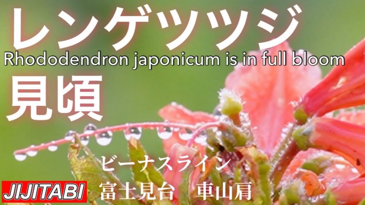 ビーナスライン富士見台車山肩レンゲツツジの見頃Venus line azaleas are in full bloom ビーナスライン富士見台車山肩レンゲツツジの見頃Venus line azaleas are in full bloom