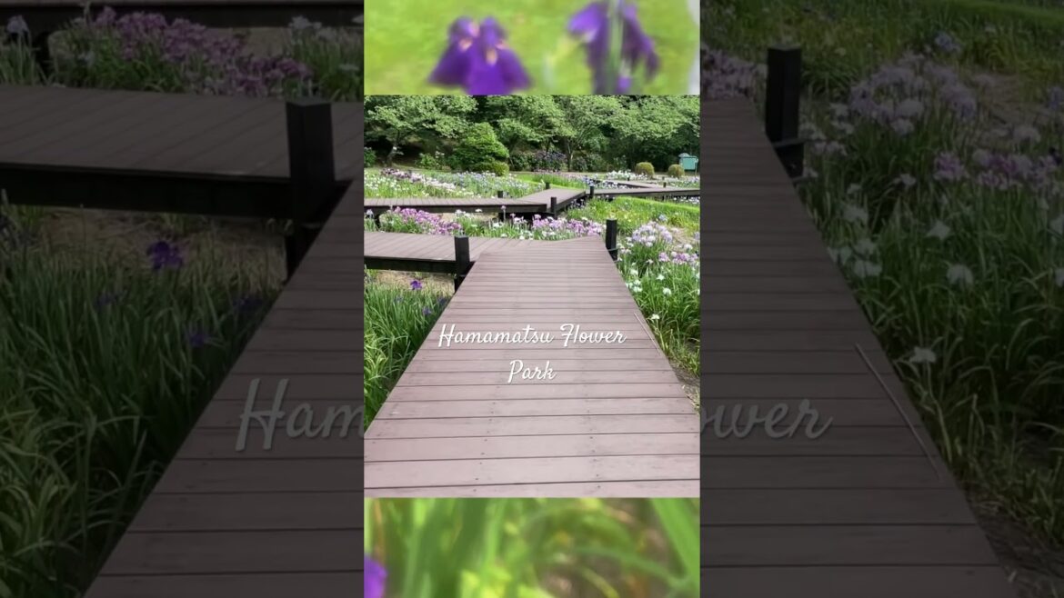 Flower Park | Cinematic Portrait #cinematic #shizuoka #hamamatsu #flowers #diytravel