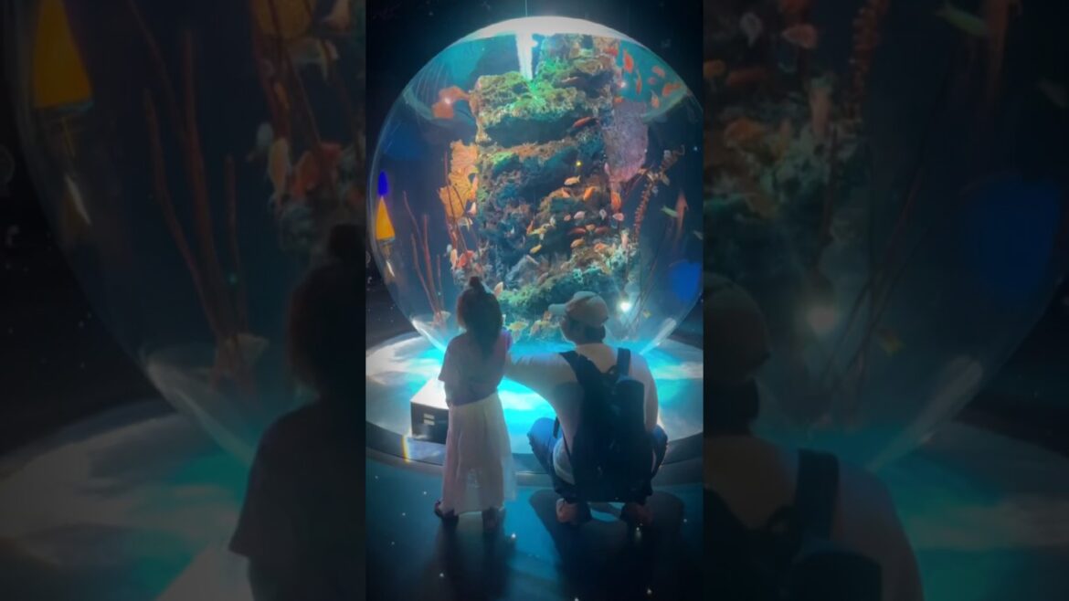 アート空間　The exhibits were my second favorite part about the aquarium #shorts
