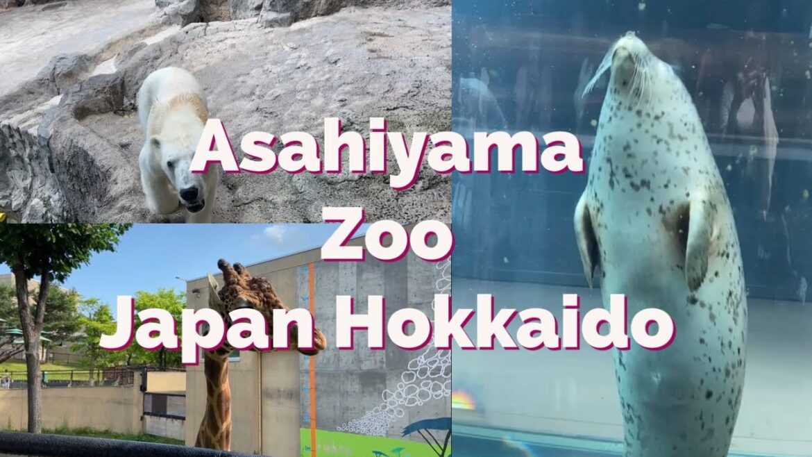 【Asahiyama Zoo】Japanese zoo in Hokkaido→ designed so cleverly!! 【Asahiyama Zoo】Japanese zoo in Hokkaido→ designed so cleverly!!