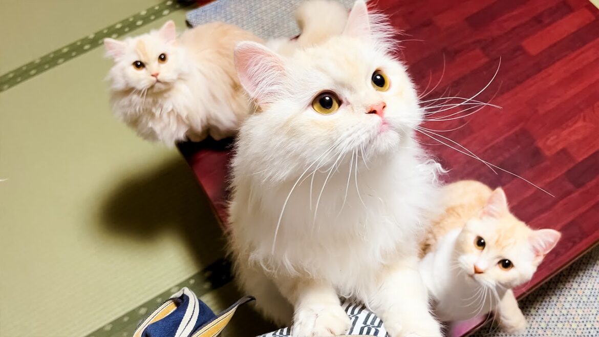 Staying at Japanese Cat Hotel with 3 Cats๐๐๐๐ | My Cat Yugawara | ASMR Staying at Japanese Cat Hotel with 3 Cats๐๐๐๐ | My Cat Yugawara | ASMR