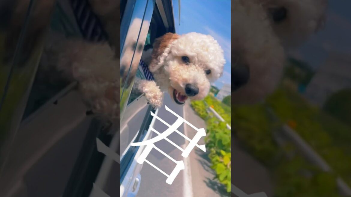 LINEスタンプCM〜君がいた夏は遠い夢の中編 #shorts