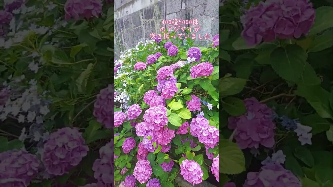 広島市 紫陽花と風鈴祭り 佐伯区・観音寺 広島市 紫陽花と風鈴祭り 佐伯区・観音寺