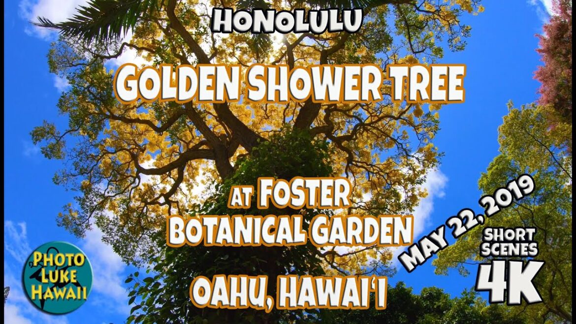 Golden Shower Tree at Foster Botanical Garden May 22, 2019 Golden Shower Tree at Foster Botanical Garden May 22, 2019