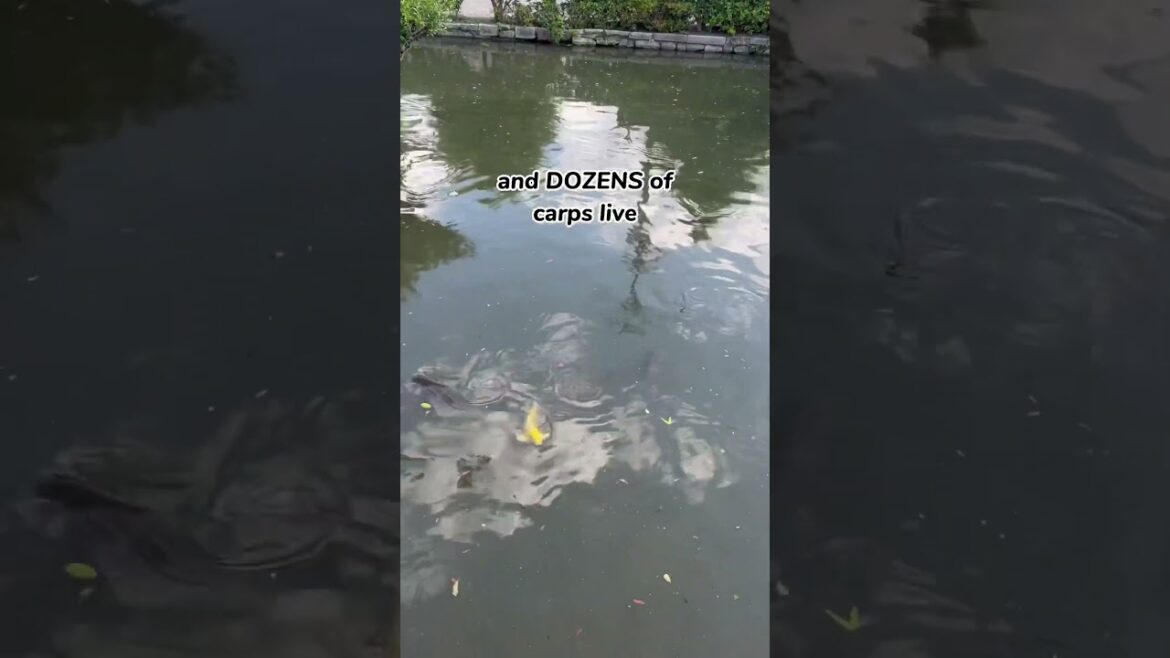 Dozens of Carps Getting Together at Shinsenen! #japan #shorts #kyoto