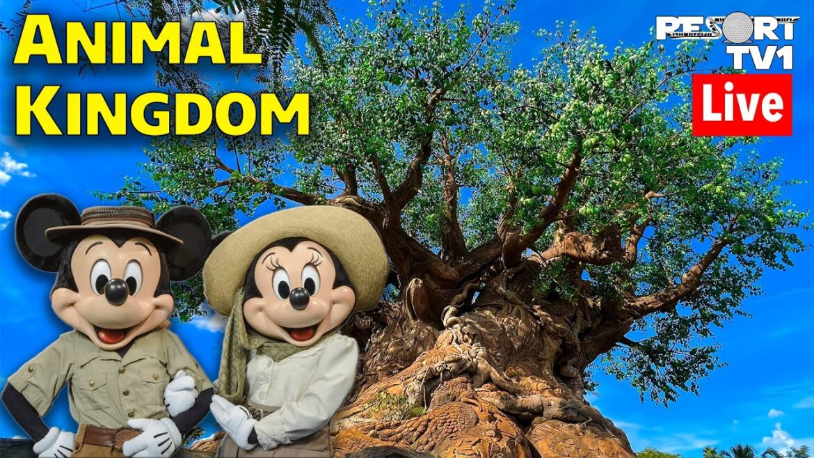 🔴Live: A Wild Day at Disney’s Animal Kingdom – Walt Disney World Live Stream – 6-24-23 🔴Live: A Wild Day at Disney's Animal Kingdom - Walt Disney World Live Stream - 6-24-23