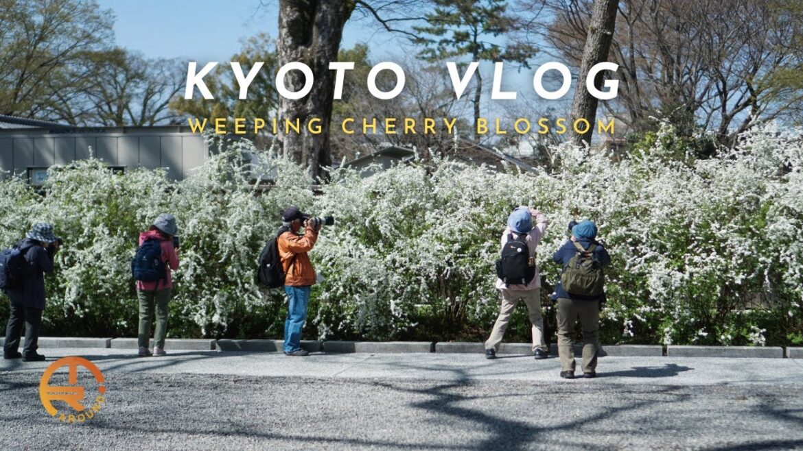 Living in Japan Vlog ┃ Refreshing Myself With Weeping Cherry Blossoms at Kyoto Gyoen National Garden