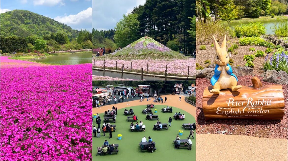 Half A Million Pink Flowers At Fuji Shibazakura Festival & Peter Rabbit English Garden in Japan Half A Million Pink Flowers At Fuji Shibazakura Festival & Peter Rabbit English Garden in Japan