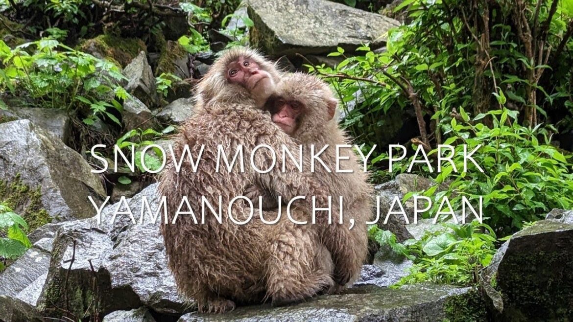 Snow Monkey Park in Yamanouchi, Japan (May 2023)