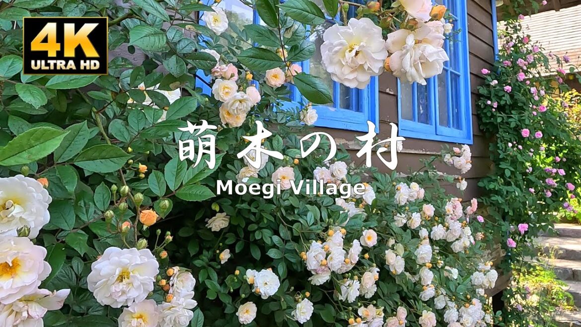 清里、萌木の村のバラが見頃！　歩き動画　2023/6/18　Roses in Moegi Village are at their best!　Walking Video