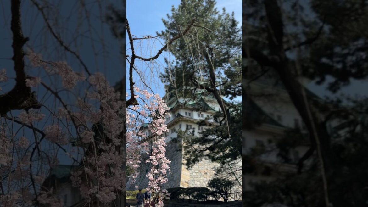 Quick Tour Around #nagoya #castle #japan #travel #trending #anime #2023 #shorts #sakura #thingstodo