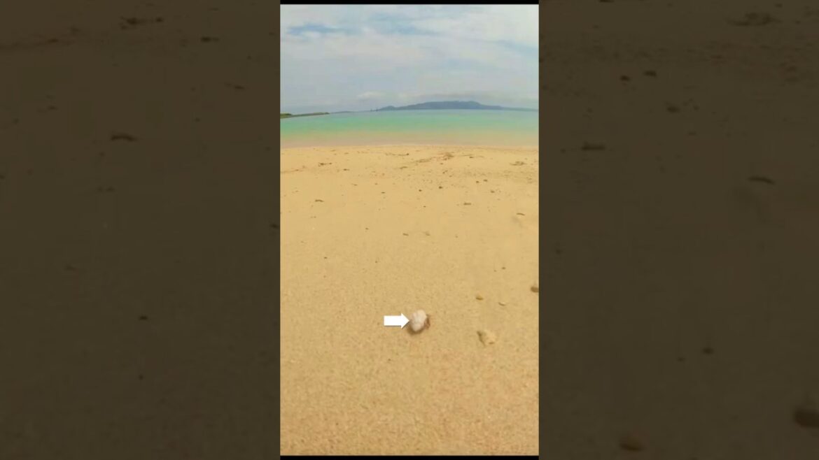 【偶然撮影】海に閃光のように駆けていく!!! 沖縄 ダイヤモンドビーチ #Shorts 【偶然撮影】海に閃光のように駆けていく!!! 沖縄 ダイヤモンドビーチ #Shorts