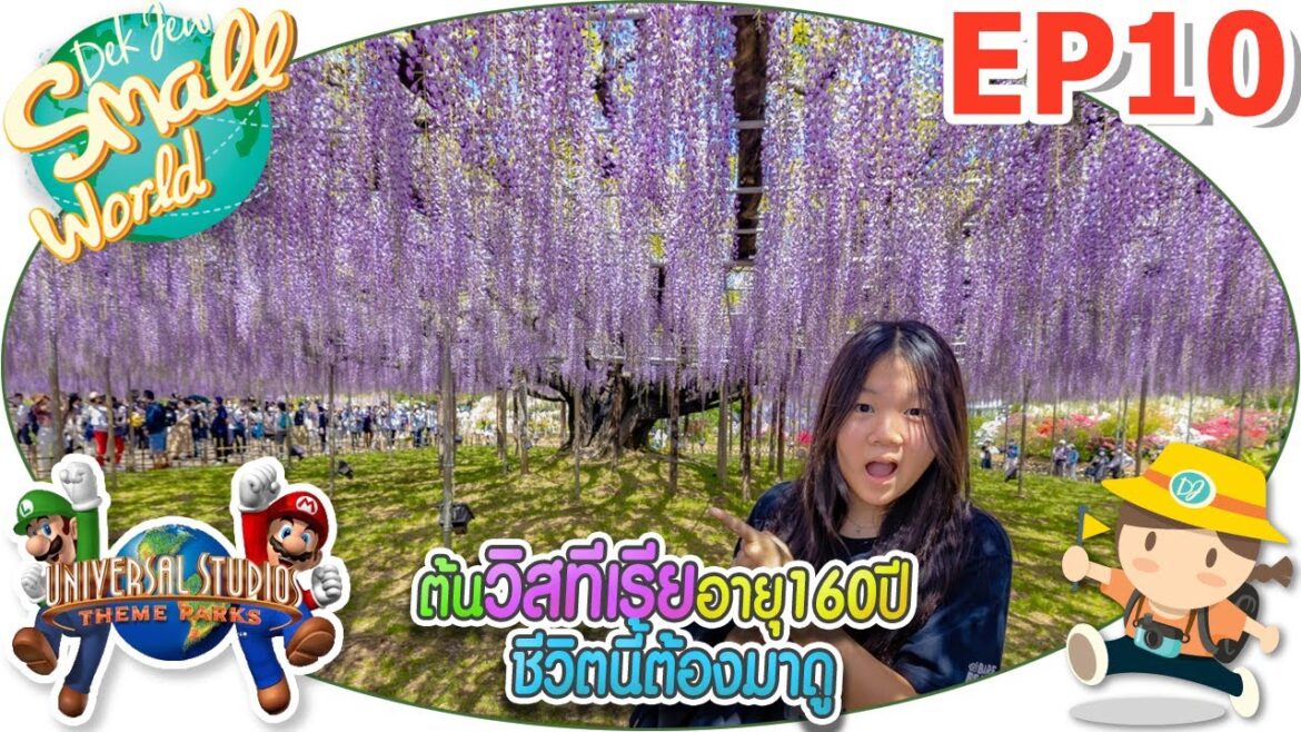 ต้นวิสทีเรีย อายุ 160 ปี!! ชีวิตนี้ต้องมาดู เด็กจิ๋ว @Osaka 2023 EP10