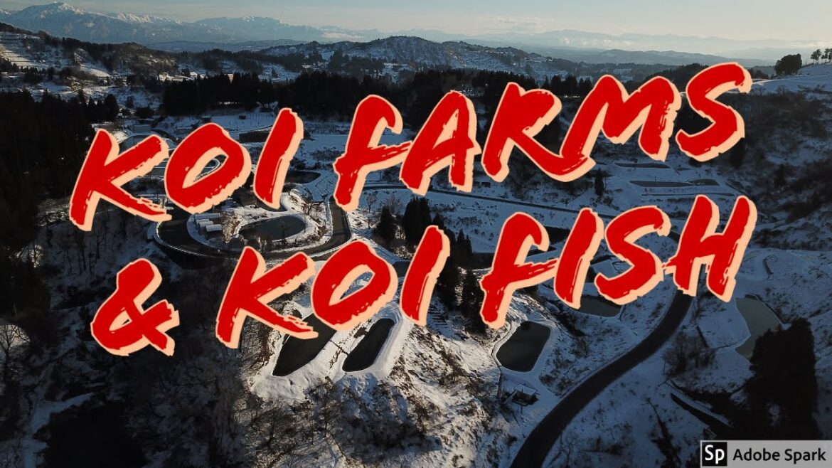 Koi Farms Koi Fish! The best SelectKoi.com ! Niigata Japan SelectKoi.com