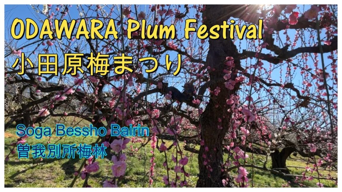 Short Trip to Odawara Plum Festival Short Trip to Odawara Plum Festival