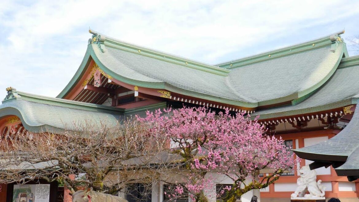 Hunting for Kyoto Cherry Blossoms | Vlog #45 Hunting for Kyoto Cherry Blossoms | Vlog #45