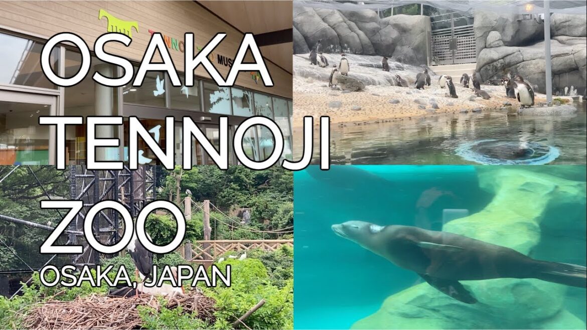 OSAKA TENNOJI ZOO #osaka #japan #osakaTennojiZoo #TaraAnythingGoes OSAKA TENNOJI ZOO #osaka #japan #osakaTennojiZoo #TaraAnythingGoes