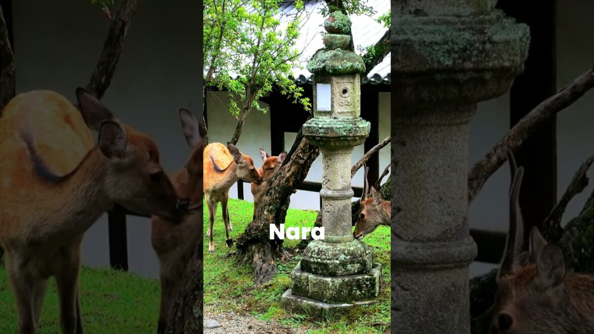 From Temples to Tech: Japan’s Top 10 Trendiest Destinations for Millennial Explorers! đ¸ From Temples to Tech: Japan's Top 10 Trendiest Destinations for Millennial Explorers! đ¸