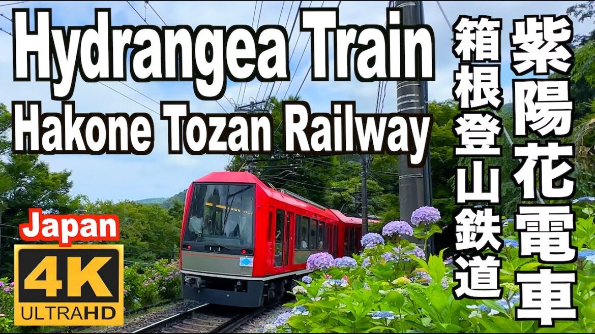 箱根登山鉄道のあじさい2023  Hydrangea Train Hakone Tozan Railway 紫陽花の名所 箱根観光 旅行 あじさい電車 名所 JAPAN 梅雨 4K