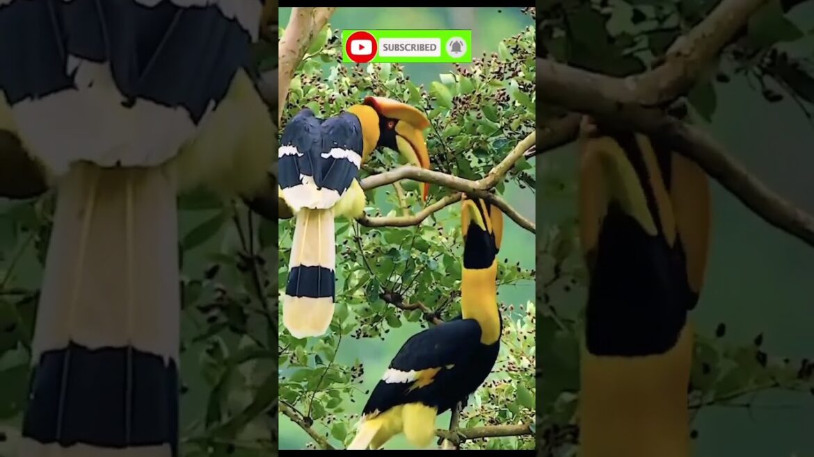 Exploring the Fascinating World of the Hornbill.#hornbills #yanjin #shorts#yanji#yunnan#borntobewild Exploring the Fascinating World of the Hornbill.#hornbills #yanjin #shorts#yanji#yunnan#borntobewild
