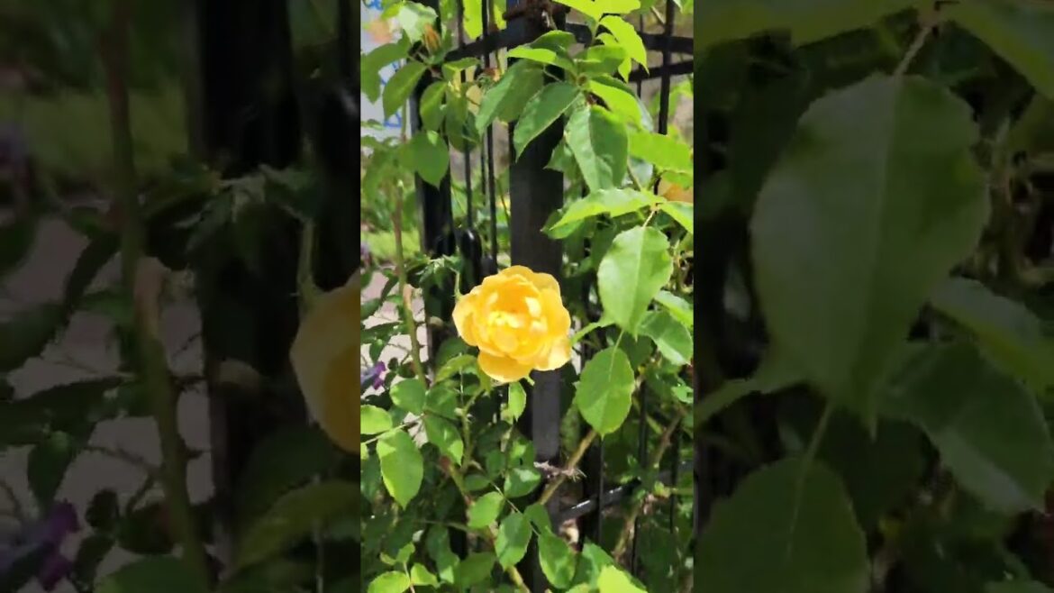 Sendai is so beautiful #shorts #beautifulnature #city #Japan #travel #streetview #japantravel #life